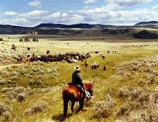 USA-Montana-Big Belt Mountains Cattle Drive